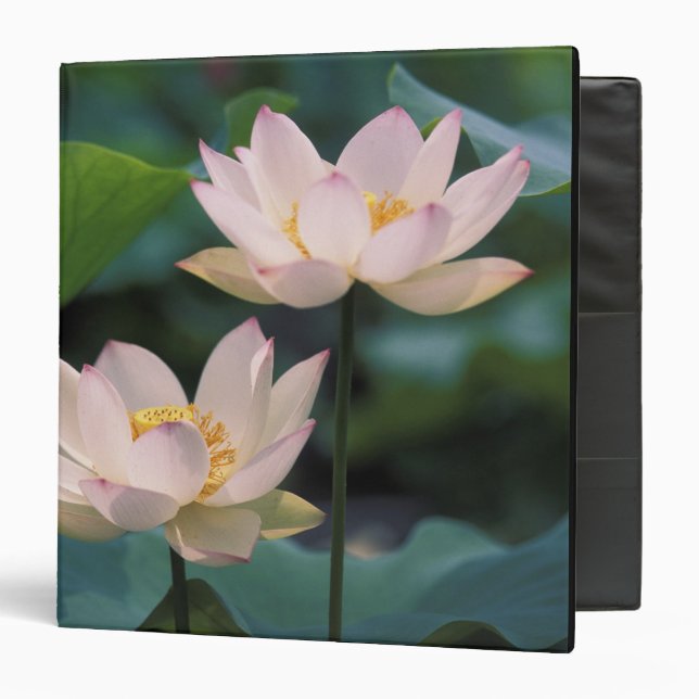 Lotus flower in blossom, China Binder (Front/Inside)