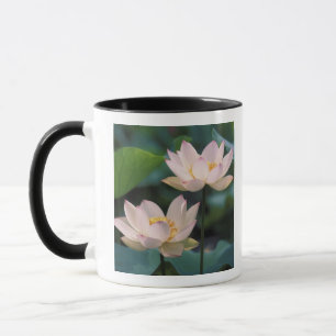 Lotus flower in blossom, China Mug
