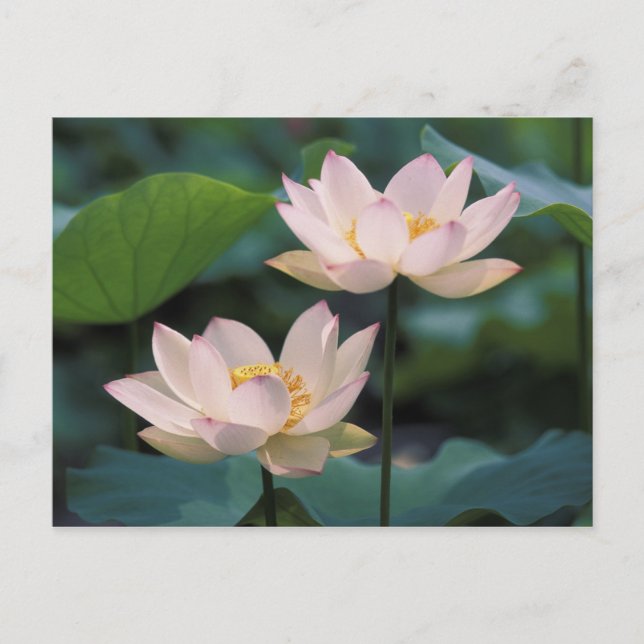 Lotus flower in blossom, China Postcard (Front)