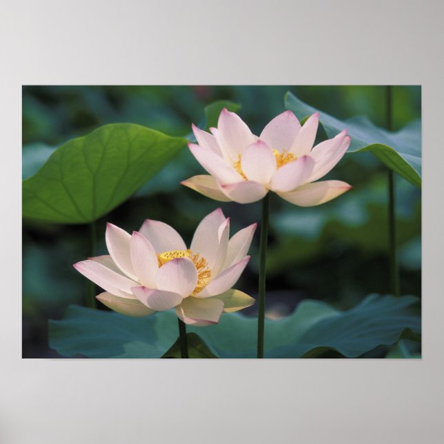 Lotus flower in blossom, China Poster (Front)