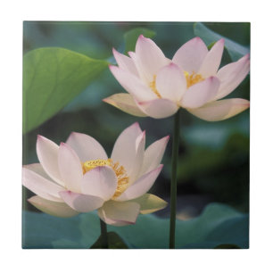 Lotus flower in blossom, China Tile