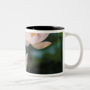 Lotus flower in blossom, China Two-Tone Coffee Mug