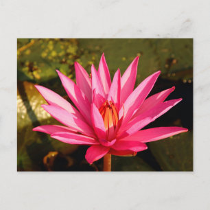 Lotus Flower in the Nature Postcard