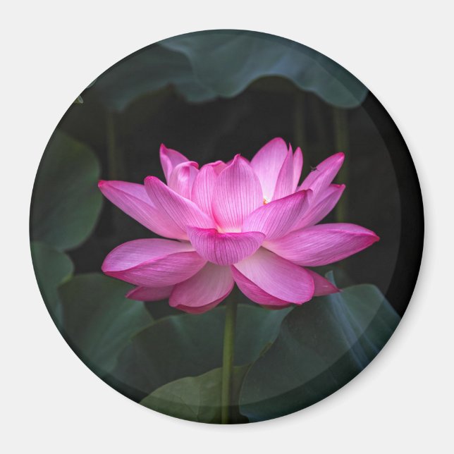 Lotus Flower Magnet (Front)