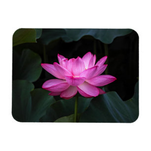 Lotus Flower Magnet
