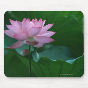 Lotus flower mouse pad