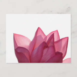 Lotus flower [Nelumbio speciosum] in full Postcard