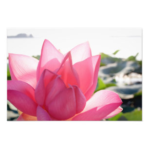Lotus flower [Nelumbo speciosum] in full Photo Print