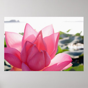 Lotus flower [Nelumbo speciosum] in full Poster