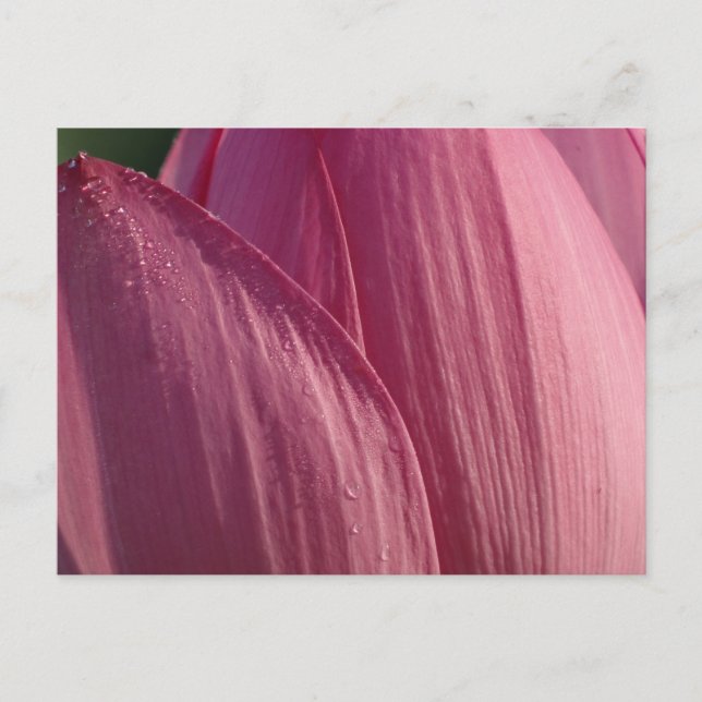 Lotus Flower Petals Pink Floral Postcard (Front)