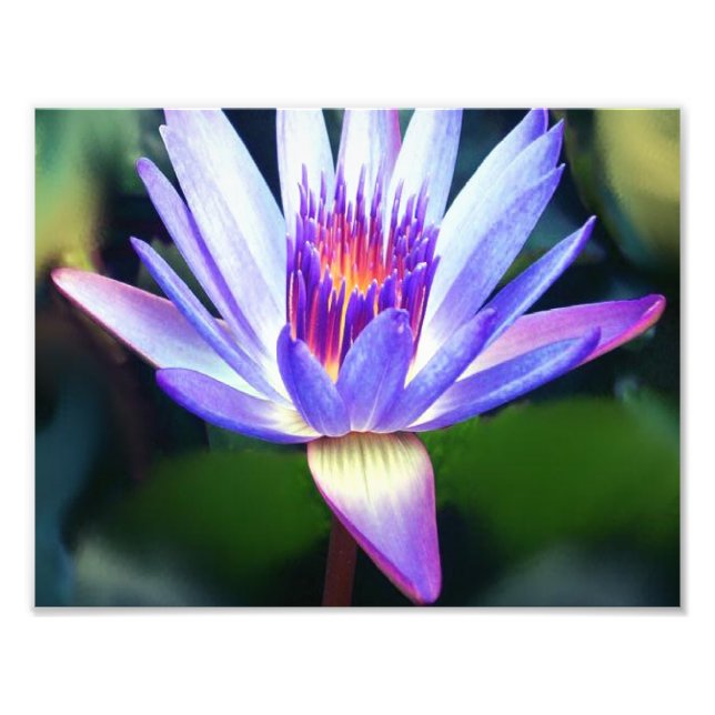 Lotus Flower Photo Print (Front)