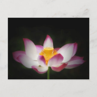 Lotus Flower Photography Great Yoga Om Gift! L Postcard