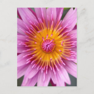 lotus  flower postcard