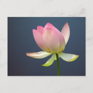 lotus flower postcard