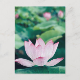 Lotus Flower Postcard