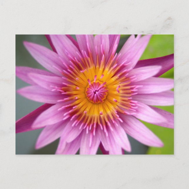lotus  flower postcard (Front)