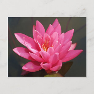 lotus flower postcard