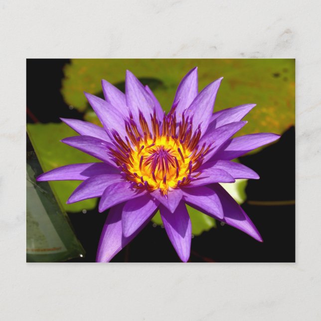 lotus  flower postcard (Front)