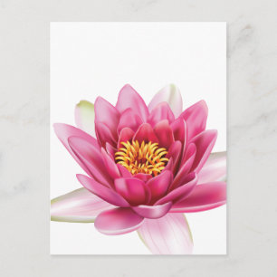 Lotus Flower Postcard