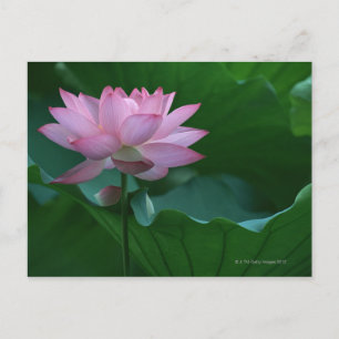 Lotus flower postcard