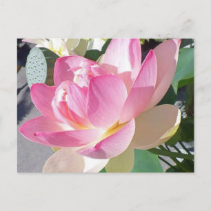 Lotus Flower Postcard