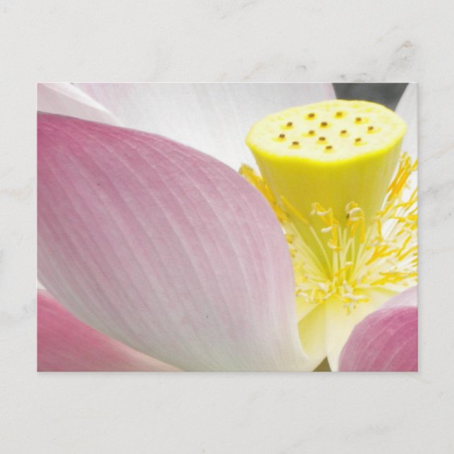 Lotus flower postcard (Front)