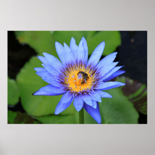 Lotus flower poster