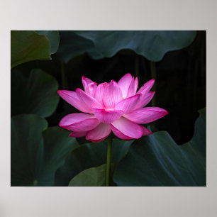 Lotus Flower Poster