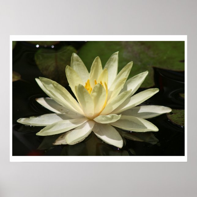Lotus Flower Poster (Front)