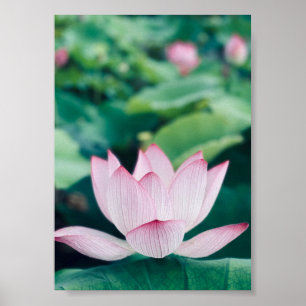 Lotus Flower Poster