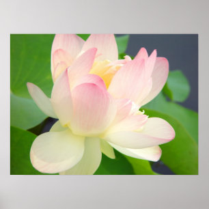 lotus flower poster