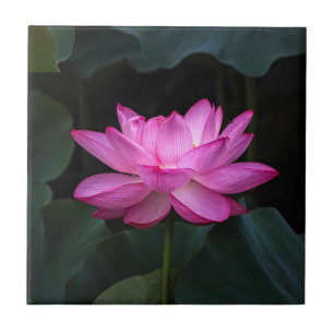 Lotus Flower Tile