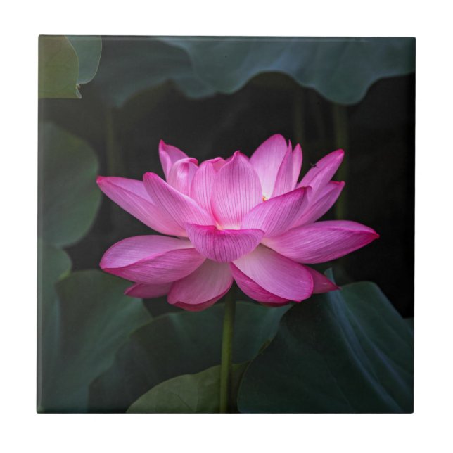 Lotus Flower Tile (Front)