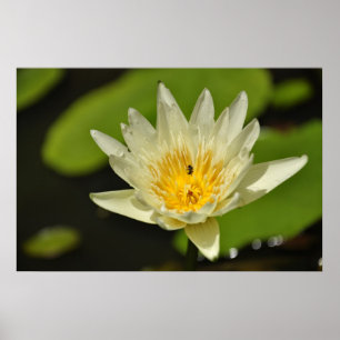 Lotus flower (Water lily) Poster