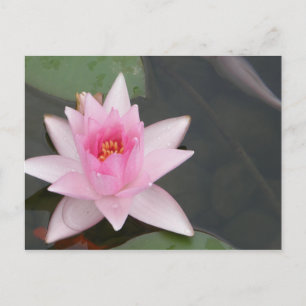 Lotus Flower/Waterlily Postcard