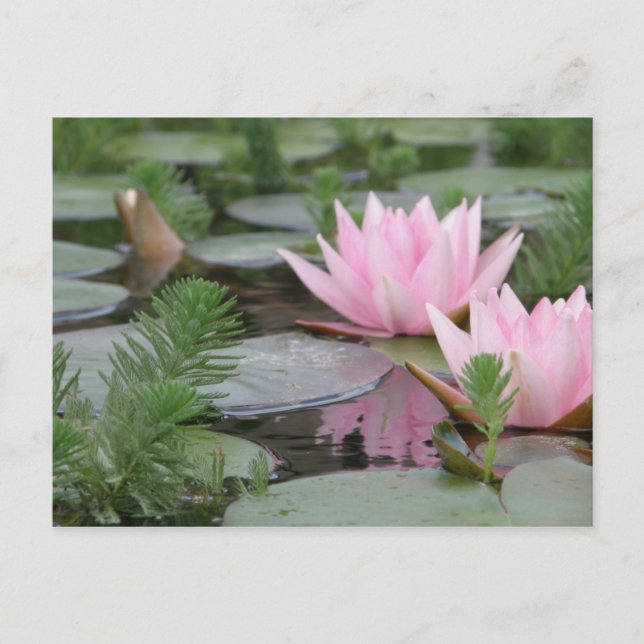Lotus Flower/Waterlily Postcard (Front)