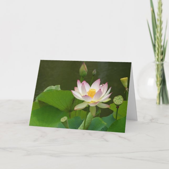 Lotus Flowers Ponds Card (Front)