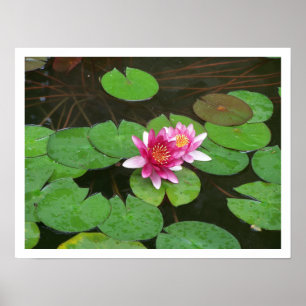 Lotus Flowers Poster