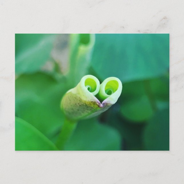 Lotus Heart Postcard (Front)