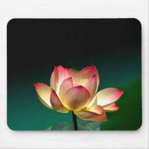 Lotus in full bloom, mousepad