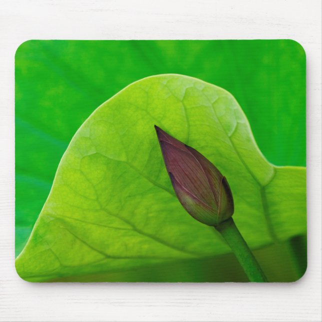 Lotus Leaf and Bud | North Carolina Mouse Pad (Front)