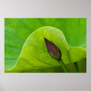Lotus Leaf and Bud North Carolina Poster