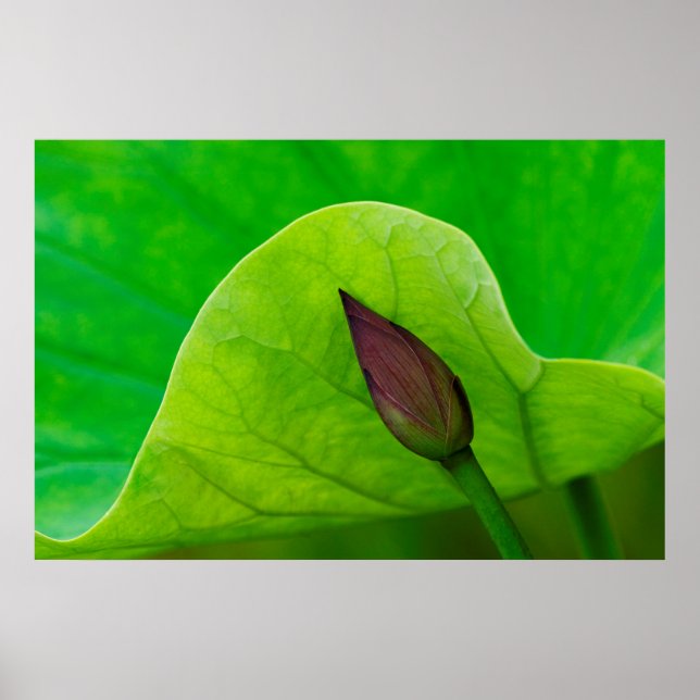Lotus Leaf and Bud | North Carolina Poster (Front)