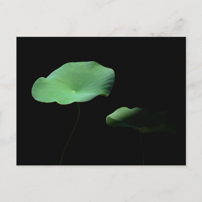 Lotus Leaves Announcement Postcard (Front)