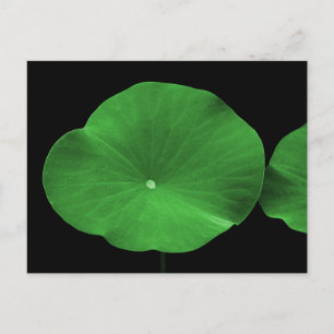 Lotus Leaves Postcard