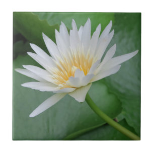 Lotus, Namaste, meditation, zen, shops, plant, nat Tile