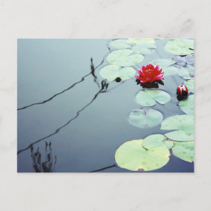 Lotus on Water Postcard
