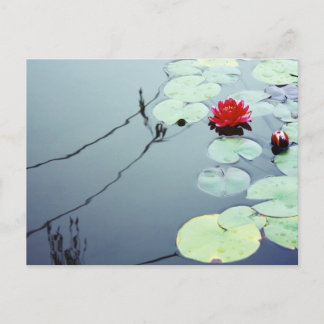 Lotus on Water Postcard