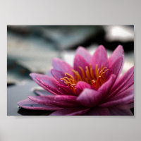 LOTUS PHOTOGRAPHIQUE POSTER