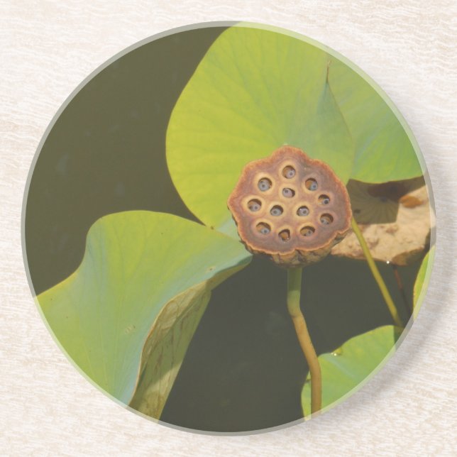 Lotus Pod and Lilly Pad Coaster (Front)